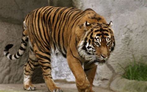 Bali tiger - Alchetron, The Free Social Encyclopedia