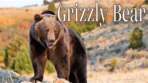 Grizzly Bears: Facts About the Amazing Grizzly Bear. Animals / Facts ...