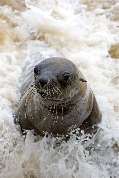 OTARIE A FOURRURE ANTARCTIQUE Arctocephalus Gazella Stock Image - Image of mammal, otariidae ...