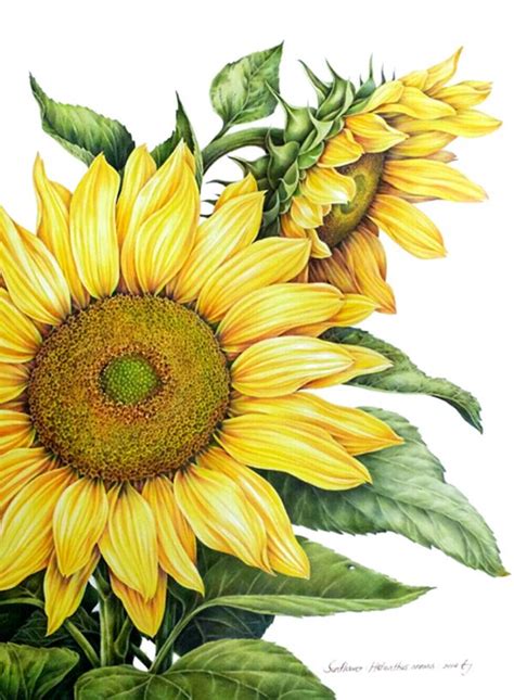 Sunflower Colored Pencil Drawing