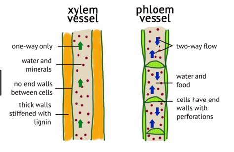 Top 18 Difference Between Xylem And Phloem (With Similarities) - VIVA DIFFERENCES