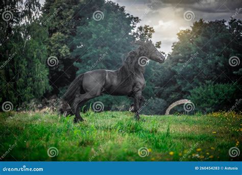 Black Friesian stallion stock image. Image of color - 260454283