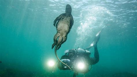 Snorkeling in the Galapagos: Animals you'll definitely see!