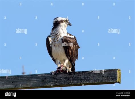 Osprey, Haliaetus pandion, also known as a sea hawk, fish eagle, sea ...