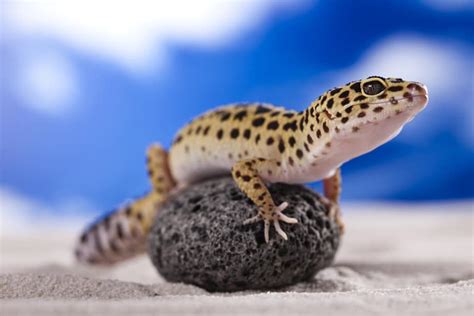 8 Reasons Why Your Leopard Gecko is Not Pooping (And How to Help)