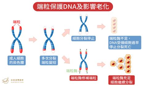 DNA飲食法,端粒飲食法,DNA飲食法保護端粒 | 存奕美學診所