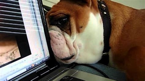 Confused Dog Searches For Canine Behind Laptop Screen..Adorable! – Madly Odd!