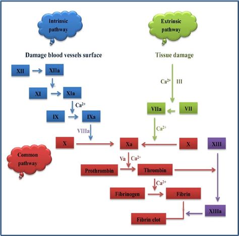 Fig. 1. Schematic of the coagulation cascade. Activation of both intrinsic and extrinsic ...