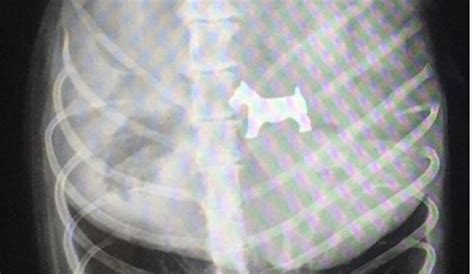 X-ray image purports to show Monopoly dog swallowed by real dog | Gephardt Daily