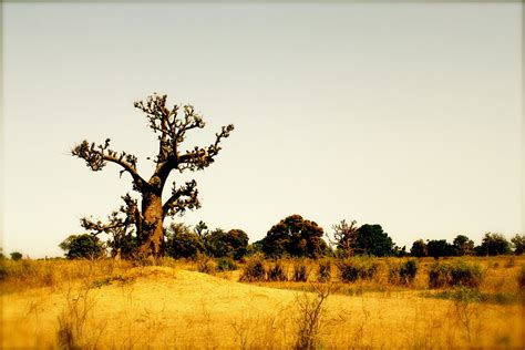 Senegal landscape | Senegal is so flat that the Gambia river… | Flickr