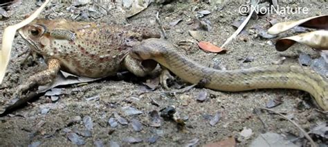 WATCH: Kukri Snakes Eating Internal Organs of Frog While Still Alive ...