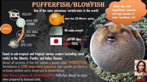 Life Cycle Of A Puffer Fish