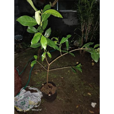 Jual pohon daun salam | Shopee Indonesia