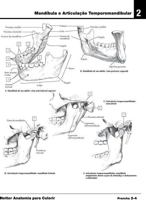 Articulação temporomandibular - Anatomia Humana I