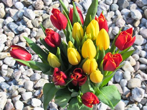 bunch of tulips Free Photo Download | FreeImages