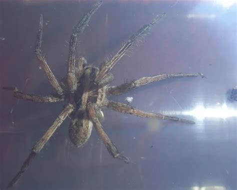 Lycosa tarantula - Facts, Diet, Habitat & Pictures on Animalia.bio