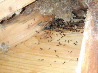 Carpenter Ants Monmouth County | Eastern Termite & Pest Control