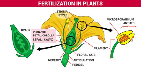 Fertilization of Plants, Process of fertilization in plants | Byju's