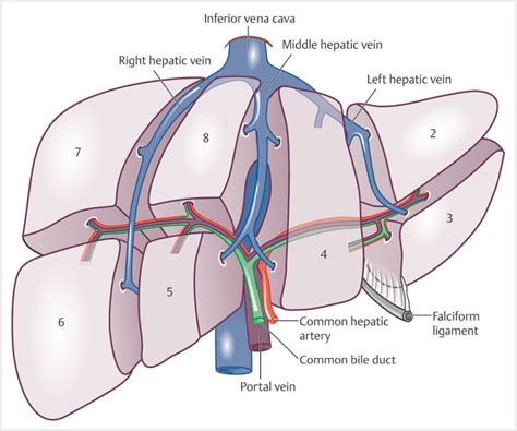 Hepatobiliary | Radiology Key