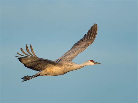 Where Do Sandhill Cranes Live? (Habitat + Distribution) | Birdfact