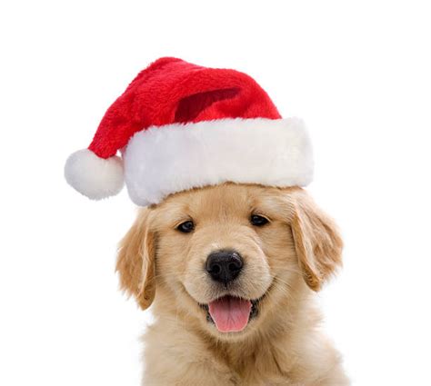 Santa Hat Stock Photos, Pictures & Royalty-Free Images - iStock