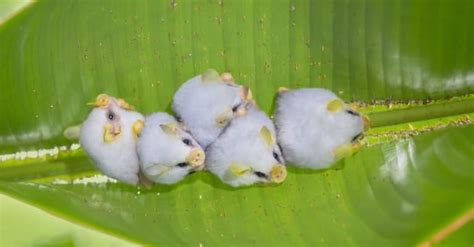 Honduran White Bat Pictures - AZ Animals