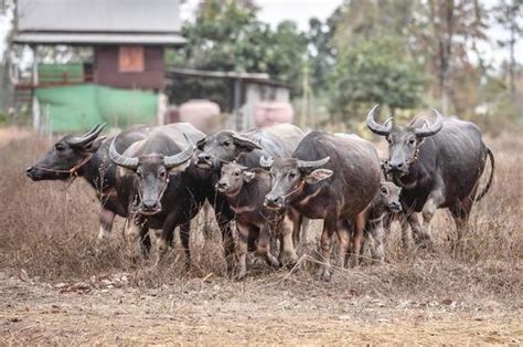 Buffalo Farm Stock Photos, Images and Backgrounds for Free Download