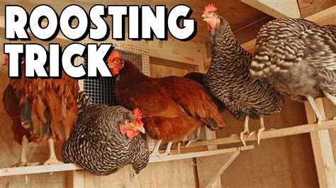 Chicken Roosting Bars Ideas To Help Your Flock Roost | Special Trick That SAVED Us! - YouTube