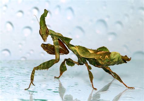 Uno de Nosotros — Ghost mantis / Phyllocrania paradoxa