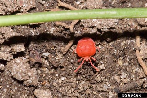 Chiggers | Home & Garden Information Center