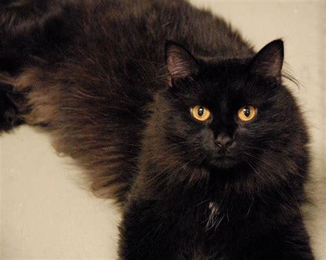 black turkish angora cats - Google Search | Fluffy black cat, Black cat ...