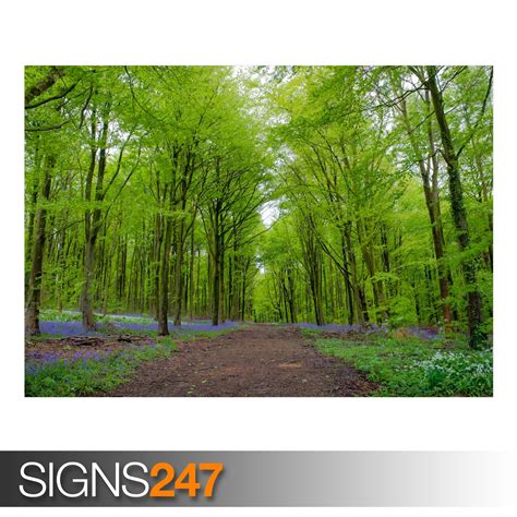 FOREST GREEN TREES SPRING (AE014) NATURE POSTER - Poster Print Art A0 ...