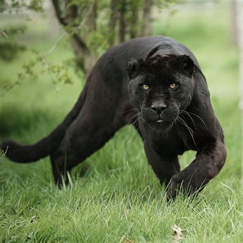 Black Jaguar by Colin Langford on 500px (With images) | Black jaguar, Animals wild