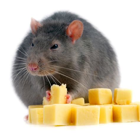12 Rat Myths You Need to Stop Believing | Family Handyman