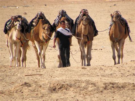 Camels | Camels for riding, Douz, Tunisia, September 2010 | Keith Roper ...