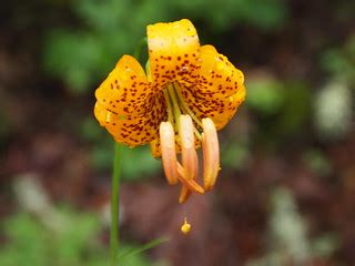 Columbia Lily, Lilium columbianum | Eagle Creek Trail Columb… | Flickr