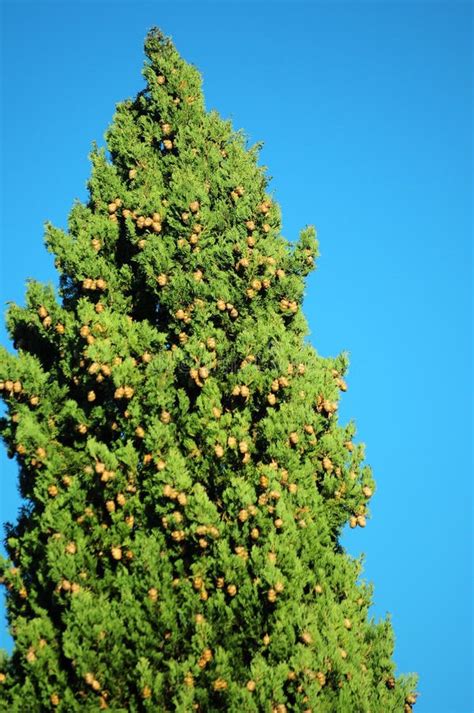 Evergreen Tree, Filled with Pine Cones Stock Image - Image of cones ...