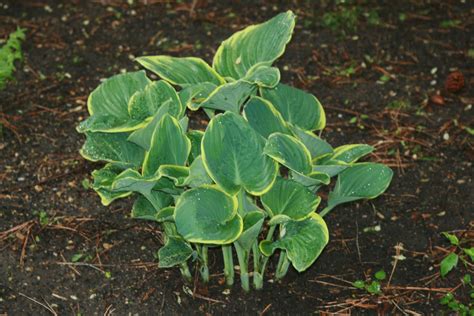 My Boise Life: Identifying Hostas