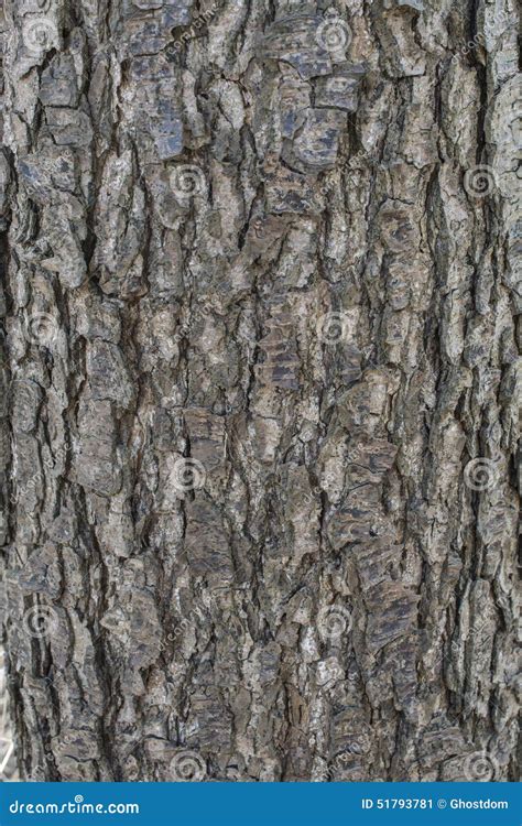 Alder Tree Bark Stock Photo - Image: 51793781