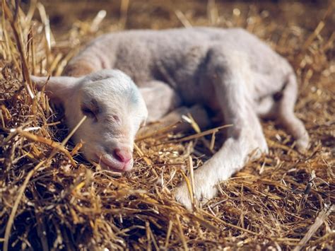 Premium Photo | Cute white little baby sheep with closed eyes sleeping on dry straw in sunny ...