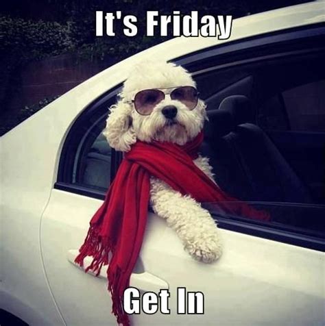 It's Friday... Get In. #Friday #Funny #Dogs | Funny animals, Cute ...