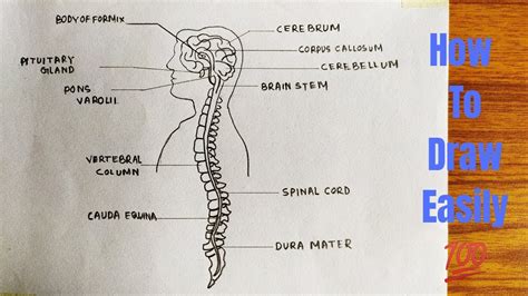 Nervous System Drawing For Kids