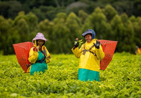 Plantation Tours - Magwa & Majola Black Tea | Tea Estate & Tea Supplier ...