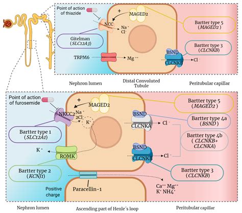 IJMS | Free Full-Text | Molecular Basis, Diagnostic Challenges and Therapeutic Approaches of ...