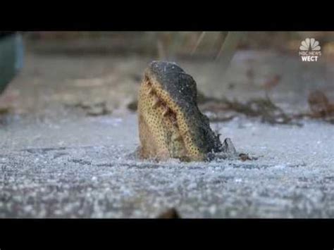 Frozen Alligator - Ftw Video | eBaum's World