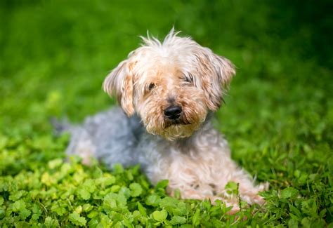 Yorkipoo | Hopeful Dreams Family Puppies