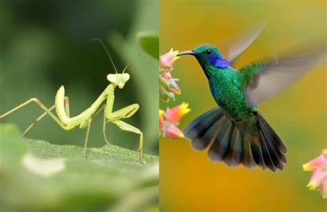 Praying Mantis Eating Hummingbird