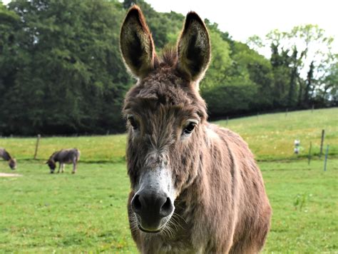 The Donkey Sanctuary Leeds - Home | Facebook