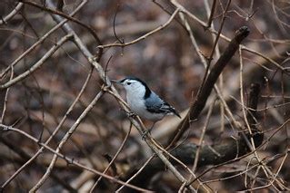 IMG_3067-White Breasted Nuthatch at Mendon Ponds Park | Flickr