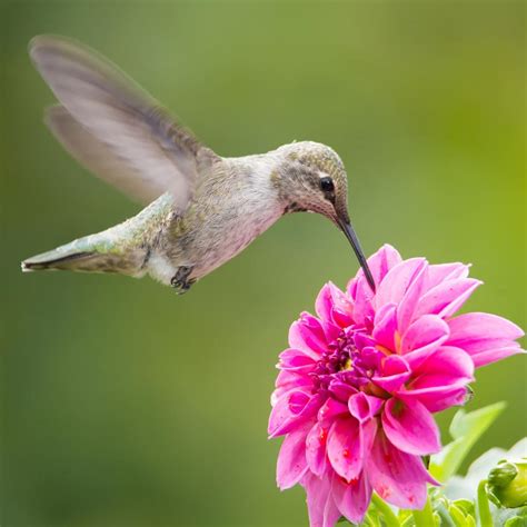 Best Homemade Hummingbird Nectar - A Step By Step Guide